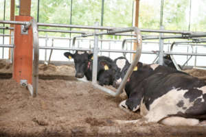 Die Tiefboxen bieten den Kühen einen komfortablen Ort zum Ruhen